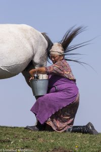 kirghizstan_jument_lait_traite_koumis
