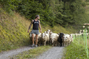 Jeune berger avec son troupeau de brebis Basco-Béarnaises à Bruson, Valais. Suisse