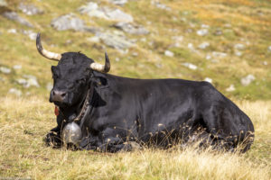 Vache de combat Hérens à l'Alpage du Plan de La Chaux. Verbier, Valais. Suisse
