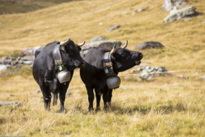 Vaches Hérens avec de belles sonnailles à l'Alpage du Plan de La Chaux. Verbier, Valais. Suisse