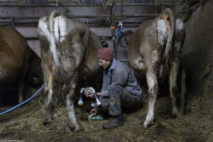 Traite d'une vache laitière en Ariège dans les Pyrénées.