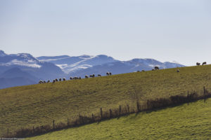 Paysage de montagne en hiver et troupeau de brebis au pâturage au Pays Basque.