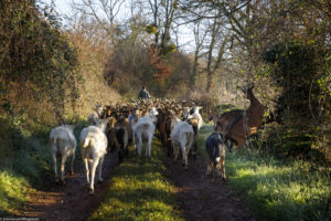 Troupeau de chèvres partant au pâturage à la ferme “Les pieds dans l’herbe” à Théminettes.