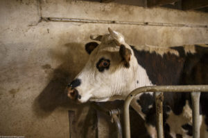 Vache laitière Normande à Blanzay.