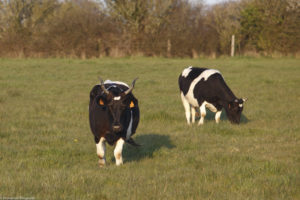 Vaches laitières Bretonne Pie Noir à la ferme de Bois Joubert.