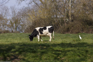 Vache laitière Bretonne Pie Noir au pré à la Ferme de Bois-Joubert.