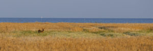 Chevreuil dans un champ de céréales sur l'Ile d'Alro au Danemark.