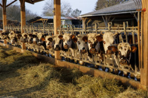 Vaches laitières Normandes au cornadis au lever du soleil. Blanzay.
