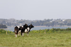 Vaches laitières Bretonnes Pie Noir sur l'Ile d'Arz dans le Golfe du Morbihan.