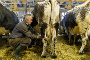 Un éleveur trait une vache laitière Vosgienne.