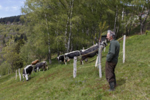 Un éleveur regarde son troupeau de vaches laitières Vosgiennes au pré.