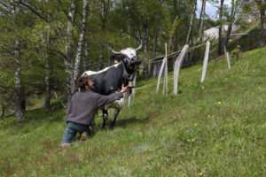Un jeune éleveur flatte une vache laitière Vosgienne au pré.