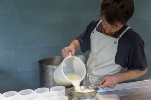 Un jeune fromager soutire le petit-lait pour la fabrication d'un fromage fermier.