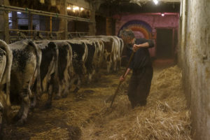 Un éleveur épand de la paille sous ses vaches laitières Vosgiennes dans une étable.