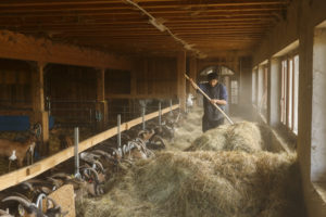Un chevrier distribue du foin aux chèvres à l'intérieur d'une chèvrerie.