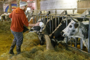 Un vacher donne des céréales aux vaches laitières Vosgiennes au cornadis.