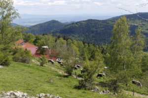 Paysage des Vosges, vallée de Linthal et troupeau de vaches laitières Vosgiennes.