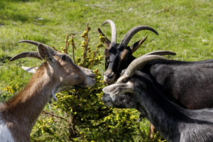 Chèvres mangeant les jeunes pousses des sapins.
