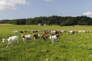 Troupeau de chèvres dans un pré de la ferme Øko Ged og Grønt à Sondrup au Danemark.