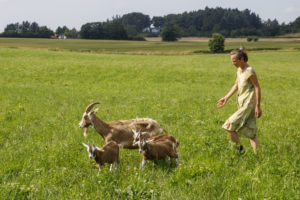 Une femme, éleveuse, pousse une chèvre et ses chevreaux dans un pré de la ferme Øko Ged og Grønt à Sondrup au Danemark.