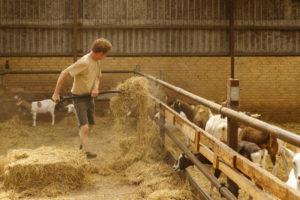 Distribution de foin au troupeau de chèvres laitières dans la chèvrerie de la ferme Øko Ged og Grønt à Sondrup au Danemark.
