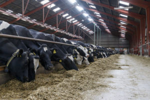 Des vaches laitières Holstein consomment leur ration d'ensilage de maïs dans une étable.