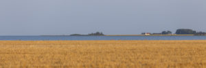Champ de céréales sur l'Ile d'Alro au Danemark.