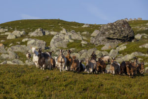 Chèvres au pâturage à l'alpage Nupshadlene en Norvège