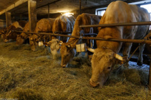 Les vaches laitières mangent du foin dans l'étable de la ferme de Laisia dans le Haut-Jura