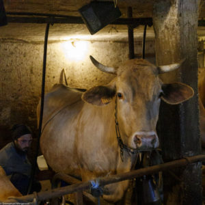 Vache laitière de race Villard de Lans dans leur étable à la ferme de Laisia dans le Haut-Jura