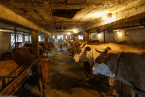 Vaches laitières de race Villard de Lans dans leur étable à la ferme de Laisia dans le Haut-Jura