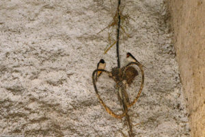 Hirondelles près de leur nid dans l'étable de la ferme de Laisia dans le Haut-Jura