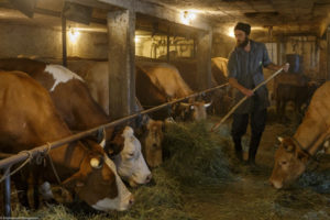 Un homme, éleveur, distribue du fourrage aux vaches laitières dans l'étable de la ferme de Laisia dans le Haut-Jura