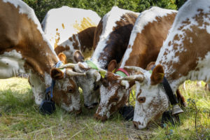 Des vaches Telemark avec de belles cornes mangent des céréales répandues sur le sol à Austbygde en Norvège