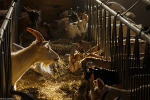 Des chèvres consomment leur fourrage au cornadis à l'intérieur d'une chèvrerie à Austbygde en Norvège