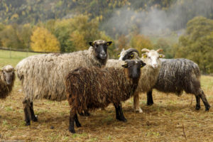 Brebis et agneaux de race Norsk Villsau en automne à Austbygde en Norvège,