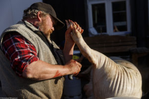 Le jour de la tuerie du cochon, un homme rase les soies du cochon qu'il vient de saigner, à Austbygde en Norvège