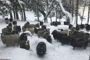 Brebis Norsk Villsau dans la neige en hiver à Austbygde en Norvège