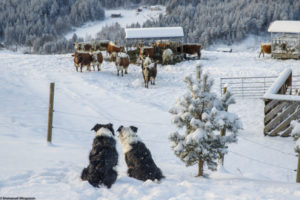 Deux chiens Border Collie regardent les vaches dans la neige qui consomment leur fourrage à Austbygde en Norvège