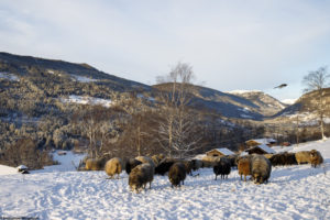 Paysage de montagne en hiver avec Brebis Norsk Villsau dans la neige à Austbygde en Norvège