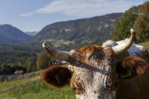 Gros plan sur la corne d'une vache de race Telelmark à Austbygde en Norvège