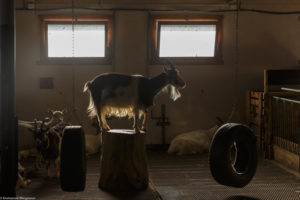 Chèvre dans la chèvrerie à Austbygde en Norvège