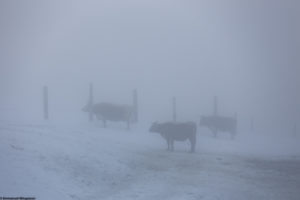 Vaches Telemark dans la brume à Austbygde en Norvège.