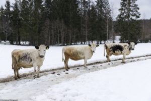 Vaches de race Sidet Trønderfe og Nordlandsfe à Våler en Norvège