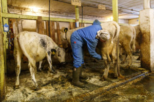Une femme, éleveuse, lave la mamelle d'une vache laitière de race Sider Trønderfe og Norlandsfe dans une étable à Våler en Norvège.