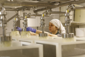 Une femme, fromagère, coiffé d'un foulard blanc, surveille l'écoulement du mélange caillé-sérum et le remplissage de moules à fromage dans la fromagerie moderne du domaine Almnäs en Suède.