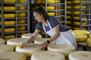 Une jeune femme, fromagère, étale une "peinture naturelle" protectrice sur un fromage Boeren Goudse Oplegkaas, à Rijpwetering aux Pays-Bas.
