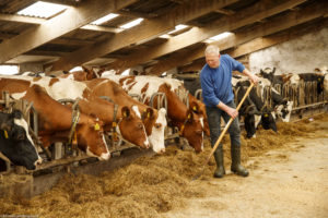 Un homme, éleveur, alimente ses vaches laitières, de race Holstein noire ou rouge, dans leur étable à Rijpwetering, Pays-Bas