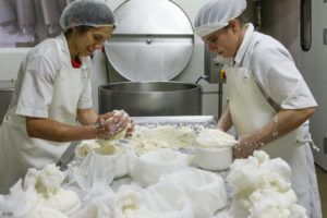 Deux femmes, fromagères, moulent des fromages d'Appellation d'Origine Protégée Serra da Estrella, fabriqués au lait de brebis dans une région délimitée au Portugal.