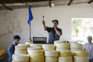 Un commissaire-priseur lève son marteau lors d'une vente aux enchères de fromages fermiers à Cardona en Uruguay.